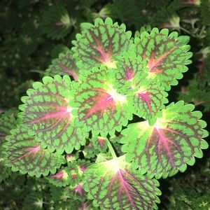 Meet your Posher, Talya